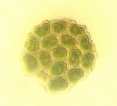Pseudopediastrum integrum