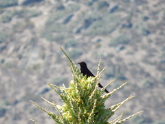 Curaeus curaeus curaeus