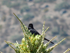 Curaeus curaeus curaeus