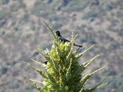 Curaeus curaeus curaeus