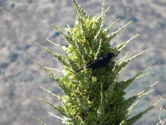 Curaeus curaeus curaeus