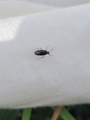 Deraeocoris maoricus