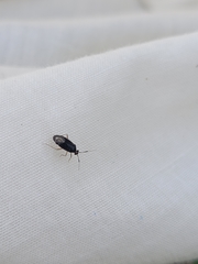 Deraeocoris maoricus