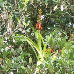Aechmea mertensii