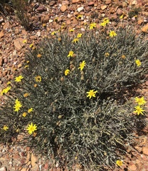 Heterolepis peduncularis