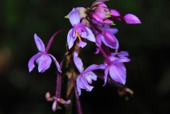Spathoglottis plicata