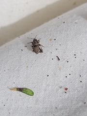 Chalepistes spermophilus