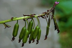 Spathoglottis plicata