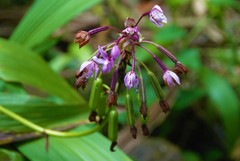 Spathoglottis plicata