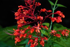 Clerodendrum