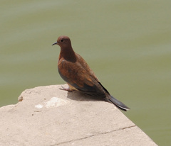 Streptopelia senegalensis