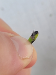 Chalepistes spermophilus