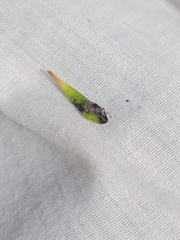 Chalepistes spermophilus