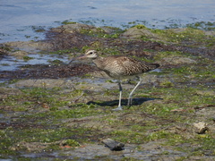 Numenius phaeopus