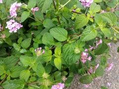 Lantana