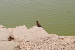 Streptopelia senegalensis