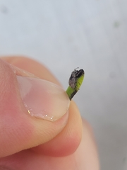 Chalepistes spermophilus