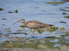 Numenius phaeopus