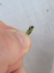 Chalepistes spermophilus