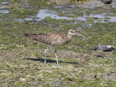 Numenius phaeopus