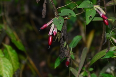 Tripterospermum chinense