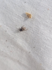 Chalepistes spermophilus