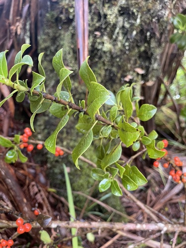 Coprosma pubens, 2022-01-02