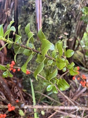 Coprosma ochracea