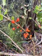 Coprosma ochracea