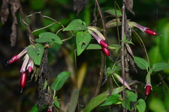 Tripterospermum chinense