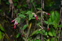 Tripterospermum chinense