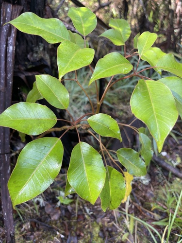 Cheirodendron trigynum