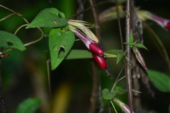 Tripterospermum chinense