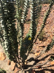 Euryops lateriflorus