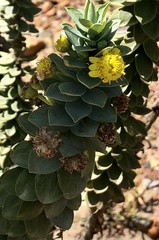 Euryops lateriflorus