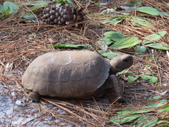 Gopherus polyphemus