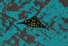 Gasteracantha hecata