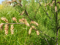 Tamarix africana
