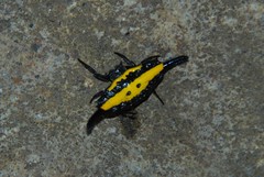Gasteracantha hecata