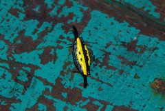 Gasteracantha hecata