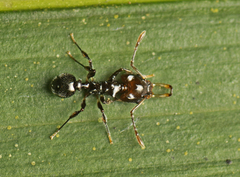 Orectognathus phyllobates