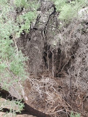 Sarcomphalus obtusifolius canescens