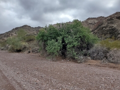 Sarcomphalus obtusifolius canescens