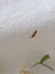 Chinamiris aurantiacus