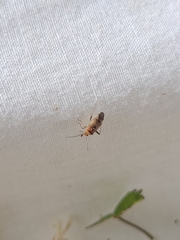 Chinamiris aurantiacus