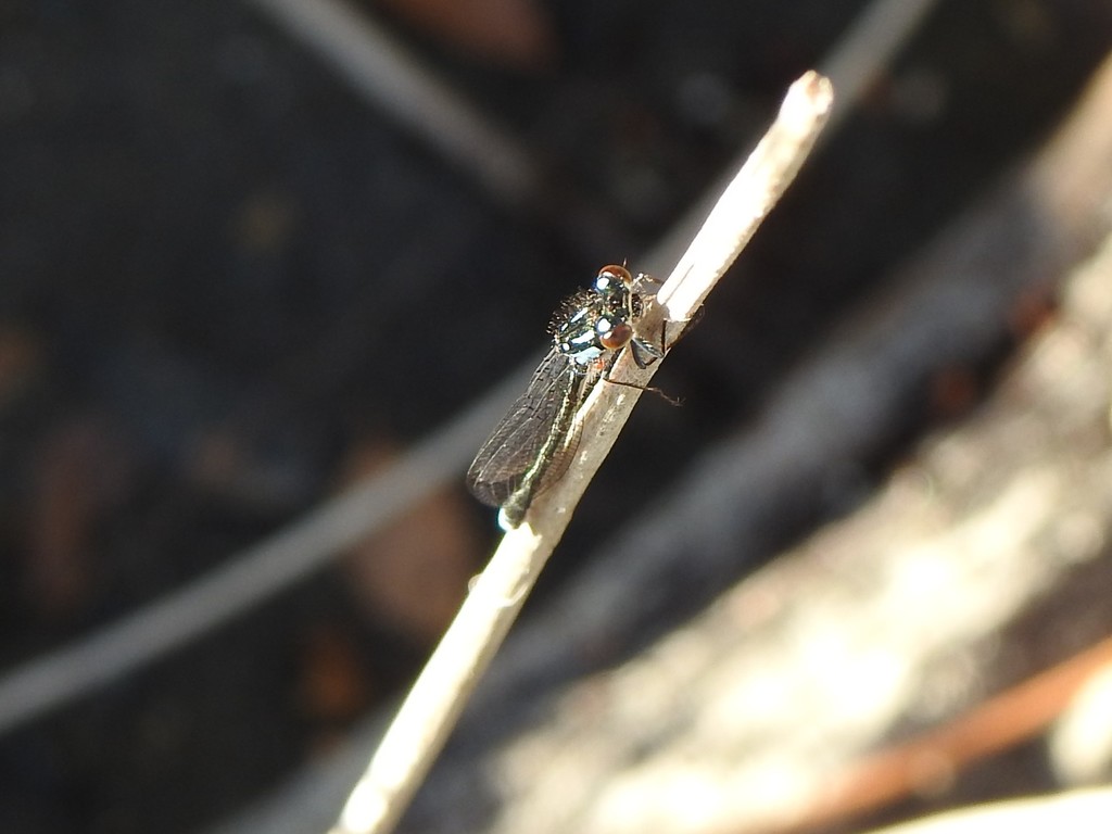 Cyanallagma interruptum