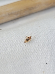 Chinamiris aurantiacus