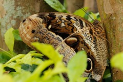 Caligo beltrao