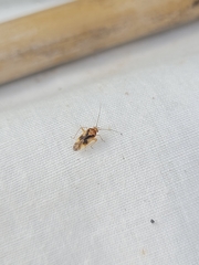 Chinamiris aurantiacus