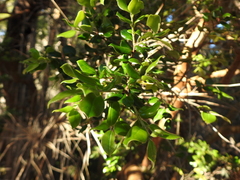 Luma apiculata